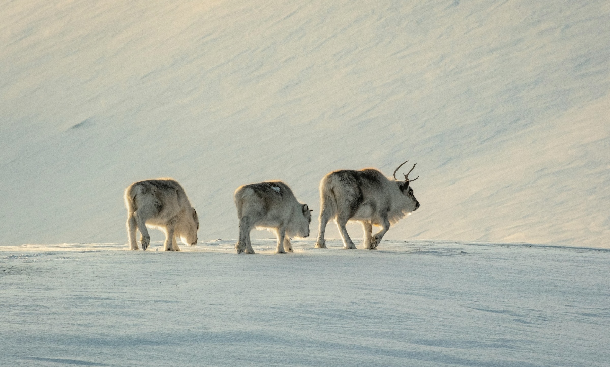Three reindeer traverse a snowy landscape with their heads lowered toward the ground, likely foraging for food beneath the snow. The rightmost animal displays prominent antlers, while all three have thick winter coats with light-colored fur. The snow-covered terrain shows subtle wind patterns and texture, with soft, warm lighting illuminating the scene.