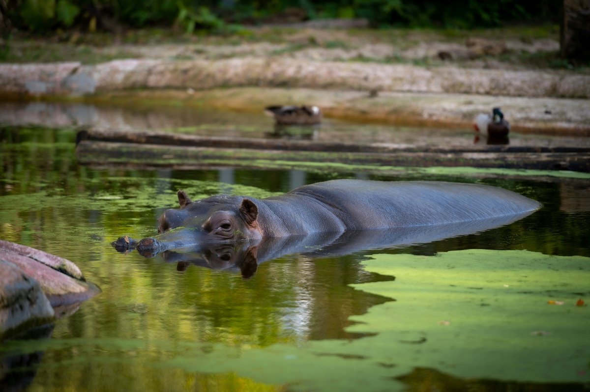 A hippopotamus floats partially submerged in greenish water, with only its head, ears, and rounded back visible above the surface. Two ducks stand on rocky terrain in the blurred background. The water is covered with green algae and reflects the surrounding environment.