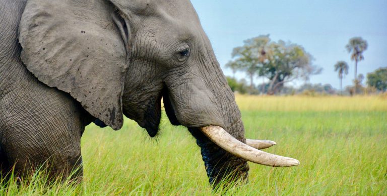 Botswana Family Vacations