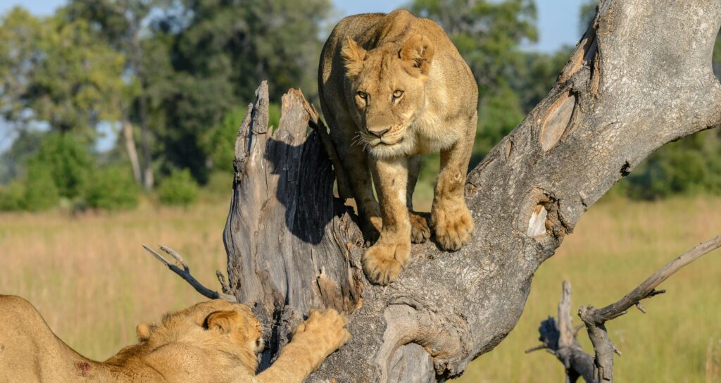 Botswana Family Safari Tips