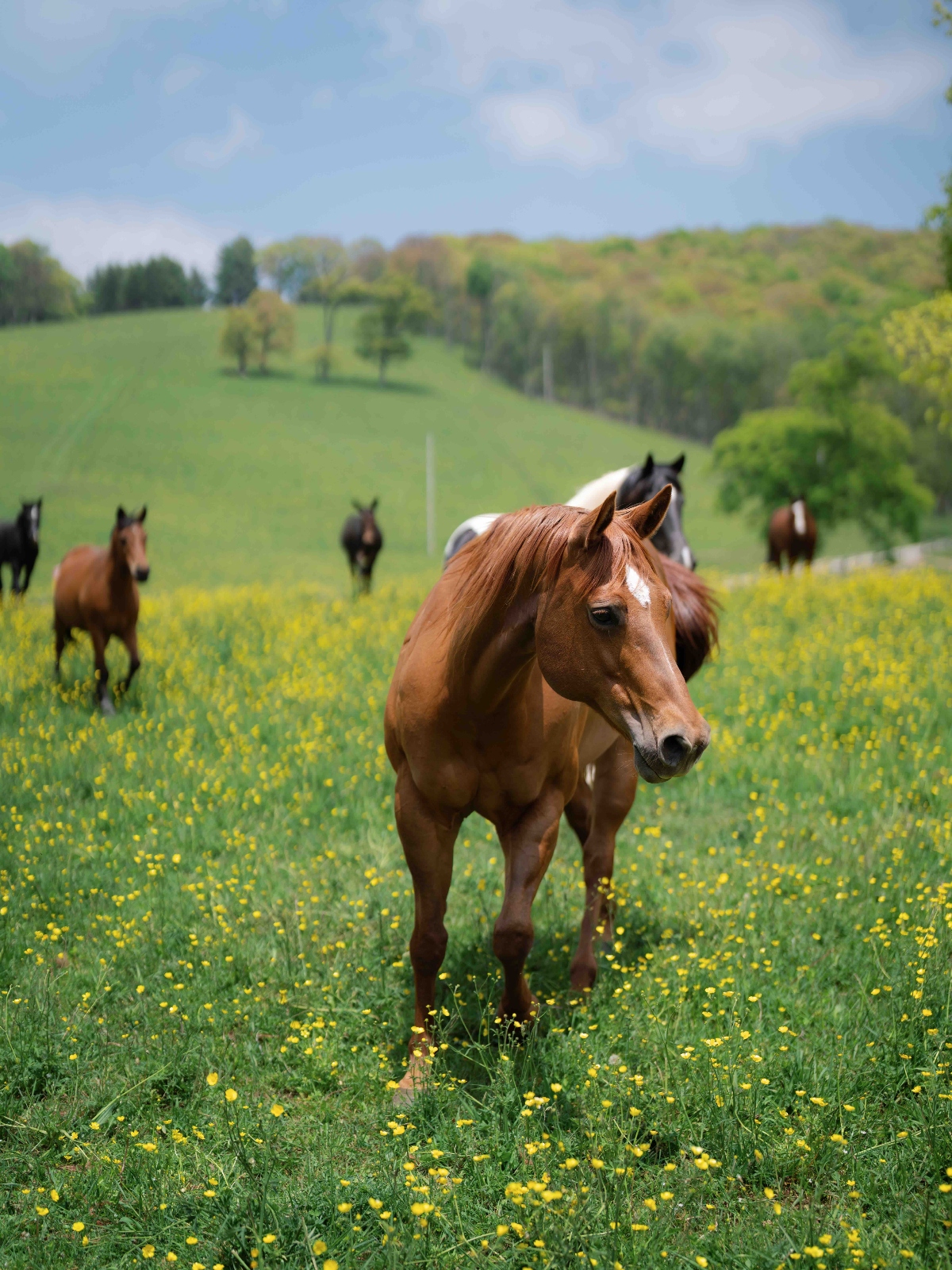 A chestnut horse with a white blaze stands in the foreground of a field filled with yellow wildflowers, facing slightly to the right. Several other horses of varying colors graze in the background across the sloping pasture. Rolling green hills covered with trees rise behind the pastoral scene under a partly cloudy blue sky.
