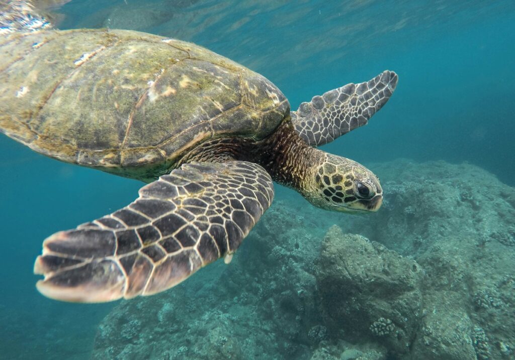 This underwater photograph shows a sea turtle swimming in clear blue water, displaying its distinctive patterned shell with algae growth and scaled flippers with geometric markings. The turtle is positioned above a coral reef or rocky ocean floor, captured in what appears to be shallow tropical waters with natural sunlight filtering through.