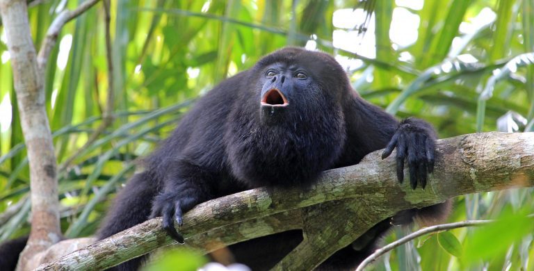 Orange Walk Town Family Vacations