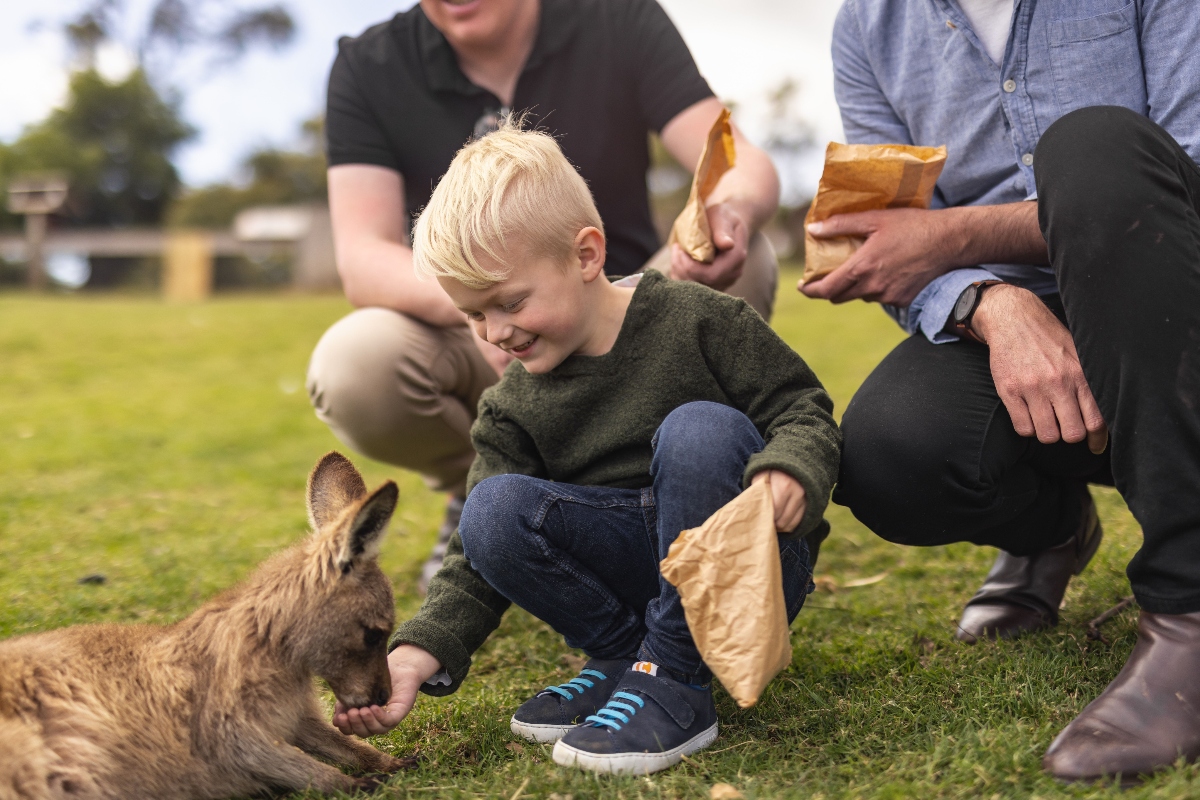 A young child with blonde hair wearing a dark green sweater crouches down on grass to hand-feed a small brown marsupial, likely a wallaby or small kangaroo. Two adults are positioned behind the child, partially visible and holding what appear to be paper feed bags. The scene takes place outdoors on a grassy area, suggesting an interactive wildlife experience where visitors can feed native animals.