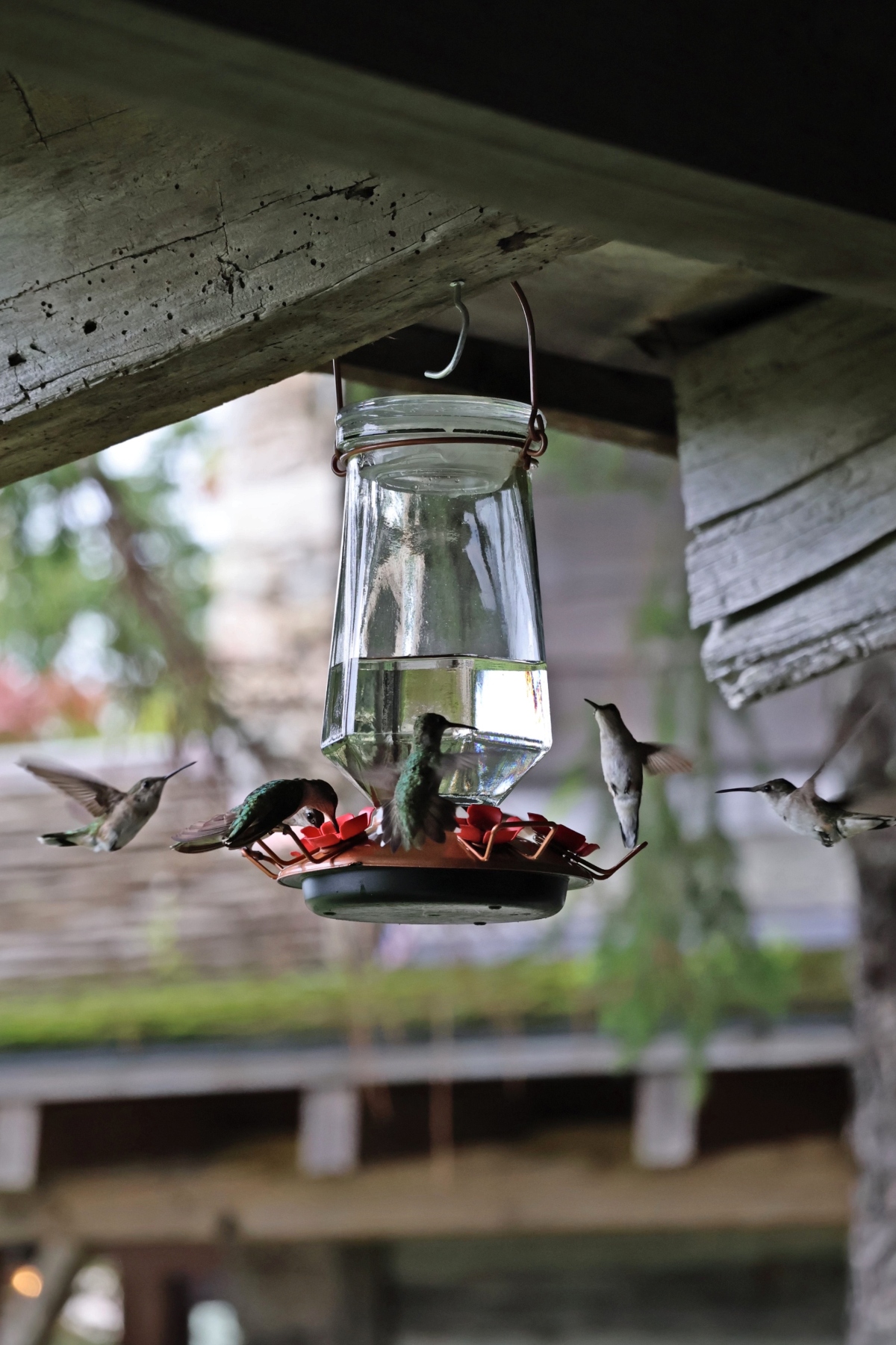 This image shows a glass hummingbird feeder with red feeding ports hanging from a wooden beam or structure. Multiple hummingbirds are visible around the feeder, with some perched on the feeding stations and others captured in flight with their wings in motion. The background is softly blurred, showing greenery and what appears to be additional wooden structures or buildings.