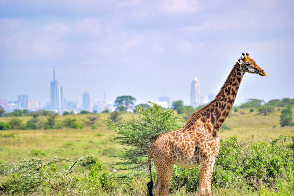 A giraffe with distinctive brown and cream spotted markings stands among acacia trees and low shrubs in an open savanna landscape with golden grassland. In the background, a modern city skyline with tall buildings and skyscrapers is visible on the horizon under a cloudy blue sky.