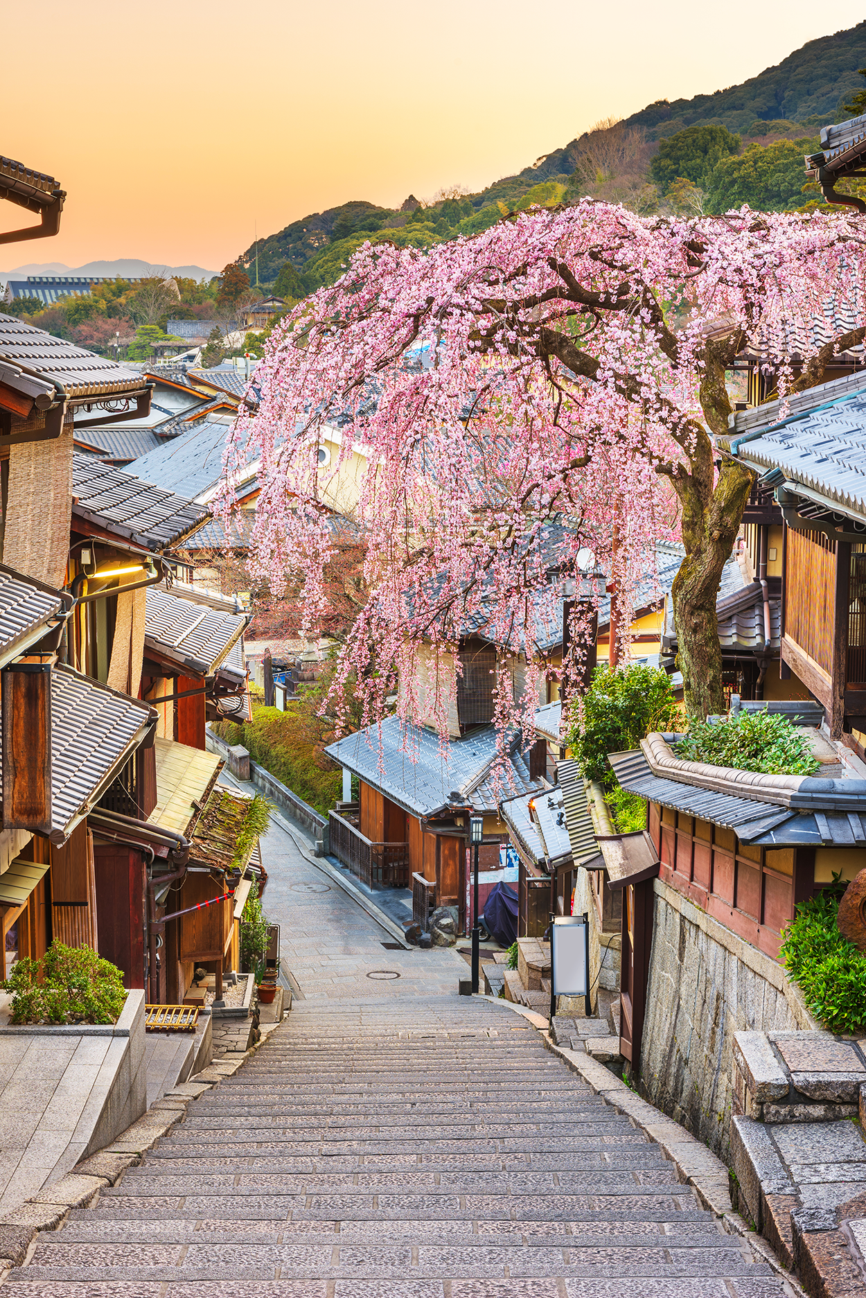 Cherry blossoms in Kyoto Japan